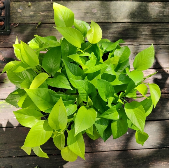 Snow queen and Lemon lime pothos cuttings - Picture 4 of 4